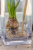 Person using end of bamboo stick to arrange the roots of Narcissus 'Tete a Tete' in the bottom of glass vase. 