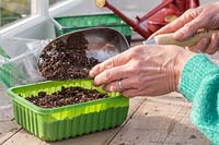 Woman adding thin layer of compost on top of Radish seeds in plastic repurposed seed trays.
