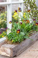 Rustic window box planted with Viola, Fritillaria and Primula veris - Cowslip