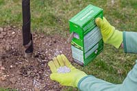 Pouring granular fertiliser from box onto a hand whilst wearing garden gloves