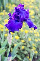 Iris barbata 'Titan's Glory' 