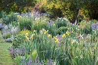Flower border where irises such as Iris orientalis 'Frigia, Iris spuria
'Neophyte' and Iris spuria 'Sunny Day' are combined with  various Sage, ornamental 
grasses, Catmint and Euphorbia - Spurge 
