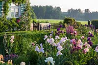 Iris border and box hedge in a country garden with a traditional house where the walls are covered with fruit trees and a climbing rose.