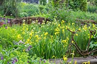 Antique bicycle frame and  willow fence next to a damp water zone with various flag iris and other moisture loving plants, Iris pseudacorus