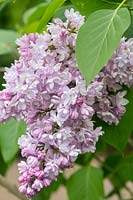 Syringa vulgaris 'Madame Antoine Buchner' - Lilac 

