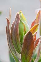 Protea 'Susara' leaves 