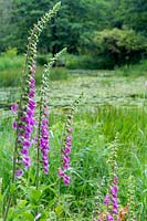 Digitalis purpurea - Foxglove - near long grass with water and countryside beyond
