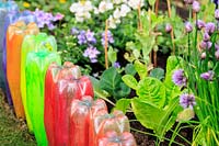 Painted upturned plastic bottles forming edging to bed of herbs
