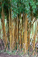 Phyllostachys aureosulcata, the yellow groove bamboo 'Spectabilis' 