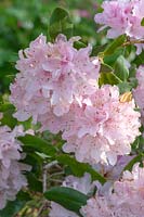 Rhododendron 'Cheer' 