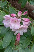 Rhododendron 'Loderi Pink Diamond' 