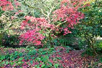 Acer displaying colourful foliage with ground beneath with underplanting and leaves

