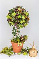 Finished floral tree with Hebe, Hedera, Helleborus, Viola and Euphorbia