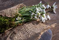 Galanthus - Snowdrops surrounded by moss and wrapped in hessian
