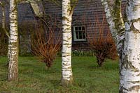 Salix alba 'Chermesina' - Red Willow and Betula utilis var. jacquemontii - West Himalayan Birch.