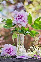 Paeonia - Peony in a glass vase. 