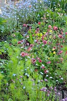 Informal bed with mixed Geums 'Bell Bank', Allium schoenoprasum - Chives, Myosotis - Forget-me-not
and emerging Nigella foliage


