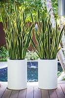 Pair of Sansevieria trifasciata 'Black Gold' in white containers by pool in tropical garden. Von Phister Residence, Key West, Florida, USA. Garden design by Craig Reynolds.
