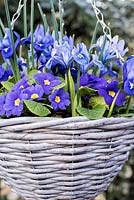 Iris reticulata 'Harmony' and 'Alida' planted in hanging basket with blue primulas. 