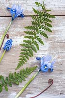 Spring flatlay with ferns, muscari and Iris reticulata 'Alida' on wooden background. 
