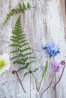 Spring flatlay with ferns, Muscari, Cyclamen coum, Helleborus  and Iris reticulata 'Alida' on wooden background. 