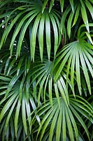 Rhapis excelsa - Slender Lady Palm