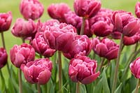 Tulipa 'Margarita' - Double Tulip 