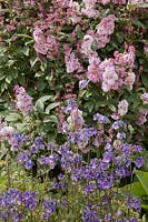 Syringa x prestoniae 'Minuet' - Lilac - and Polemonium yezoense var. hidakanum 'Purple Rain' 