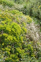 Euphorbia cyparissias and Erigeron karvinskianus growing together on a 
sloping bank 