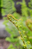 Dryopteris affinis 'Cristata' - Scaly Male Fern 'Cristata'  - 
frond unfurling 