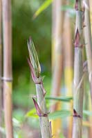 Phyllostachys aureosulcata f. aureocaulis -  Yellow Groove Bamboo - 
new shoots 