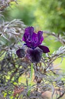 Iris 'Licorice Stick' and Anthriscus sylvestris 'Ravenswing' - Cow Parsley 'Ravenswing'