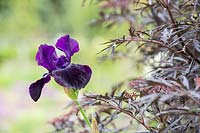 Iris 'Licorice Stick' - Tall Bearded Iris - with Anthriscus sylvestris 'Ravenswing' - Cow Parsley
 'Ravenswing' foliage 