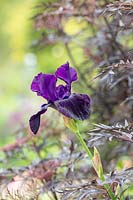 Iris 'Licorice Stick' and Anthriscus sylvestris 'Ravenswing' - Cow Parsley 'Ravenswing'
