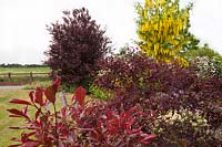 Red-leaved shrubs in curved border, in the colourful front garden of garden designer Karen Tatlow.