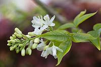 Staphylea colchica - Bladdernut - 