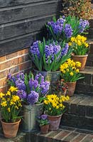 Pot display on brick steps. Metal buckets with Hyacinthus 'Blue Delft'- Hyacinth, 
clay pots with Narcissus 'Tete-a-Tete' - Dwarf Daffodil.