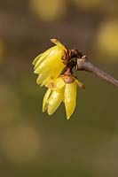 Chimonanthus praecox 'Lutea' - Wintersweet
