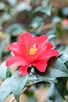 Camellia 'Freedom Bell'