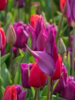 Tulipa 'Purple Dream' - Tulip - combined with red Tulipa 'Appledoorn' - Tulip