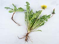 Taraxacum officinale - Dandelion - whole plant including tap root laid out on white background
