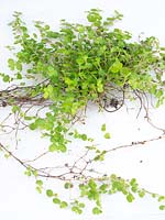 Soleirolia - Mind-your-own-business or Baby Tears - whole plant laid out on white background  
