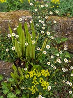 Stone wall with Erigeron karvinskianus, Euphorbia cyparissias - Cyprus 
Spurge - and Asplenium antiquum - Spleenwort Fern