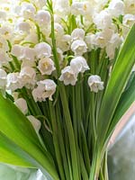 Convallaria majalis - Lily-of-the-valley - cut flowers as a bouquet  
