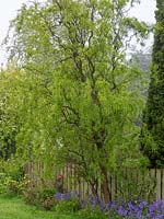 Salix matsudana - Contorted or Corkscrew Willow - known for its twisted stems, a mature tree in narrow border by fence
