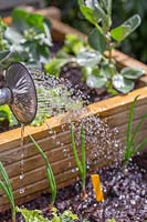 Watering newly planted Onion sets 'Sturon' with a watering can fitted with a rose