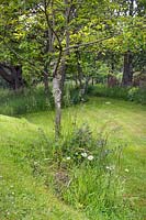 Sloping lawn with some areas left to grow longer, including under Prunus - 
Cherry tree where Pentaglottis sempervirens - Alkanet - and 
Leucanthemum vulgare - Ox-eye Daisy are in flower