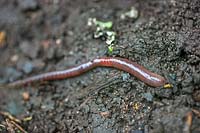 Lumbricus terrestris - Common Earthworm - on damp soil