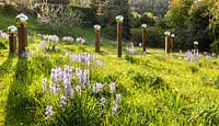 View of sloping meadow with Camassia subsp. leichtlinii in foreground and
an avenue of stainless steel mirror globes mounted on wooden posts
