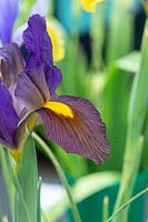 Iris x hollandica 'Black Beauty' - Dutch Iris  